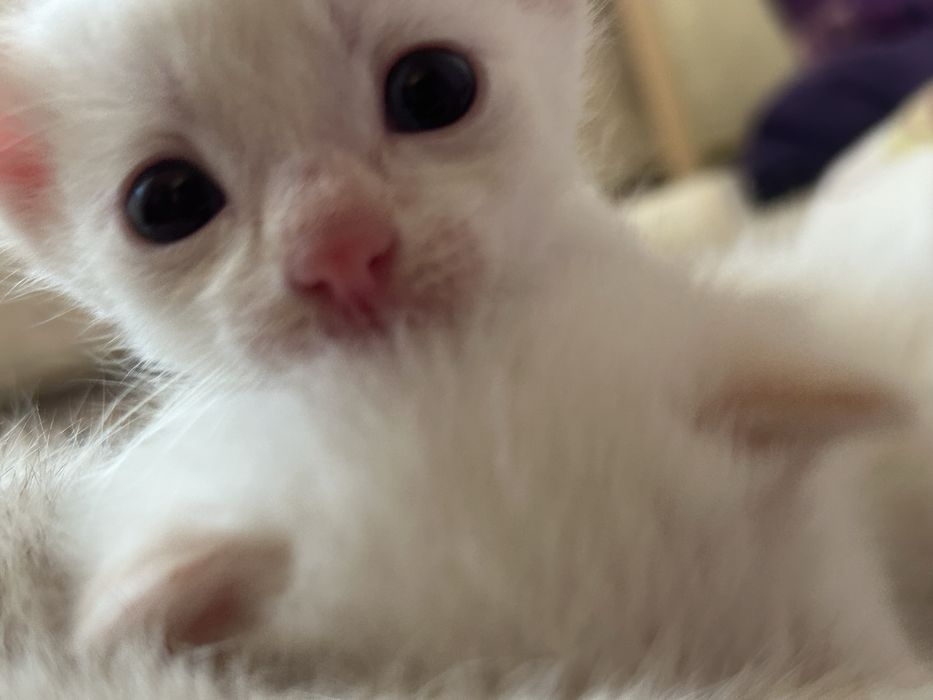 Отдам двух котенков