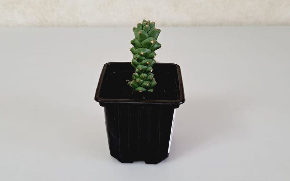 Суккуленты  Суккуленты