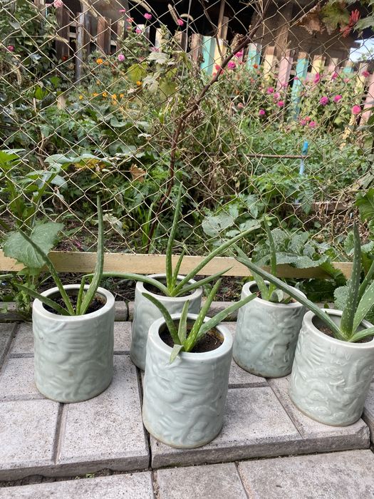 Продам комнатное растение алоэ