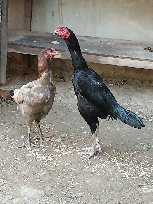 Продаю петуха с курицами