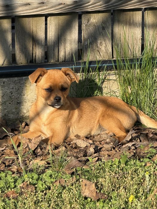 Donatie catelusa- 4 luni