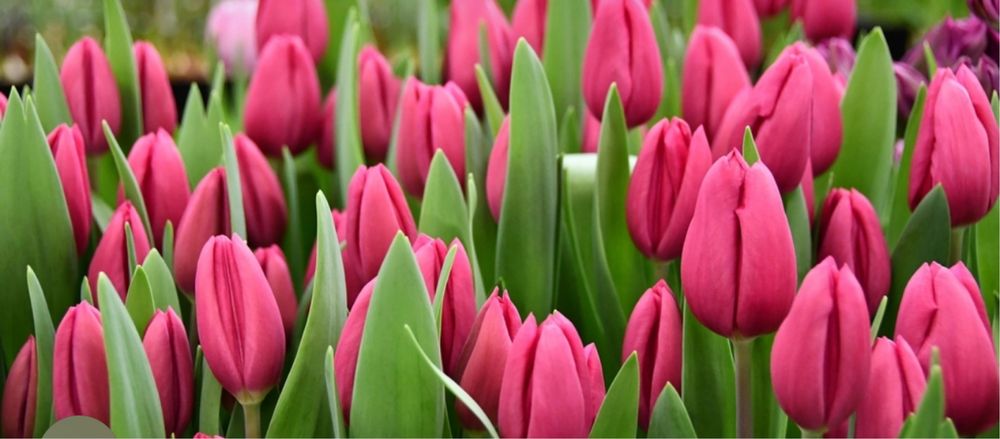 Тюльпан оптом и розницу