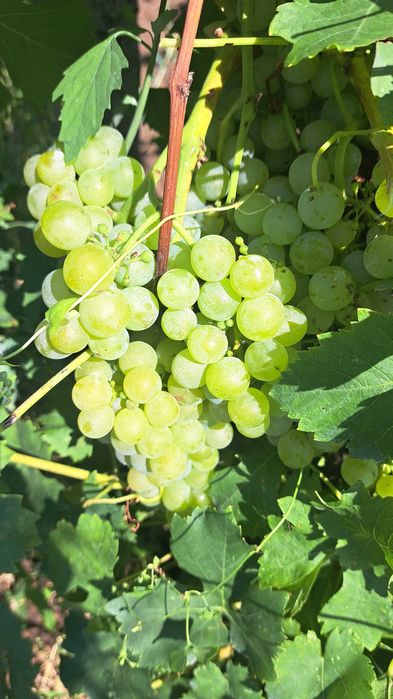 Struguri de vin  0751200541