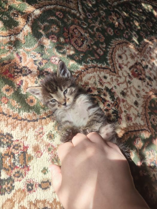 Отдам котят в хорошие руки