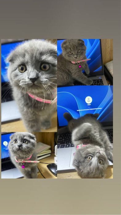 Котенок скотиш фолд