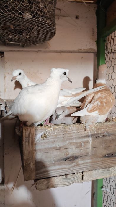 Turturele Rozătoare