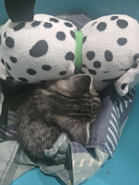 Отдам срочно котёнка в добрые руки