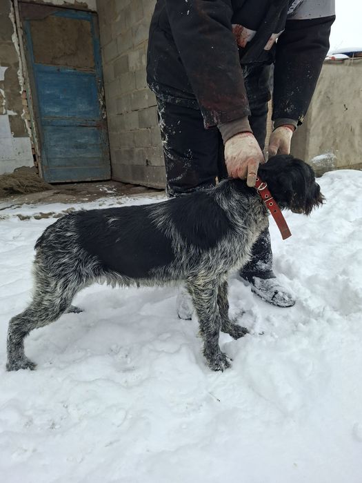 Дратхар девочка 1.5 года