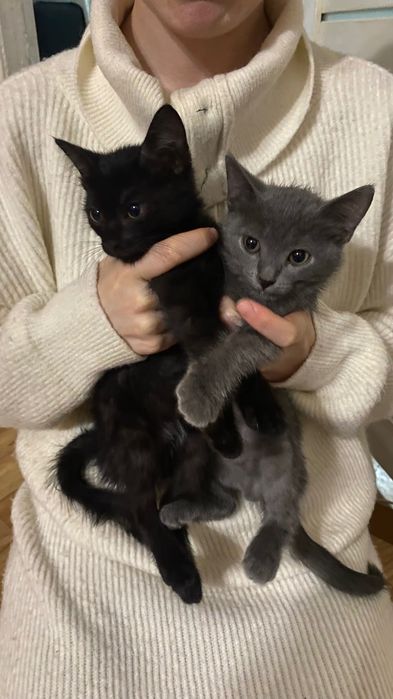 Отдам двух котят