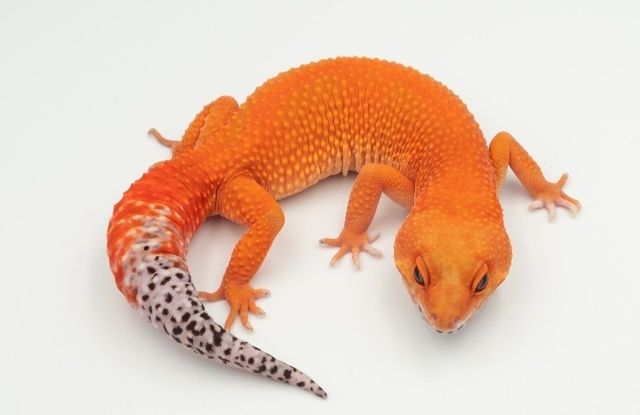 Эублефар самец морфа BLOOD