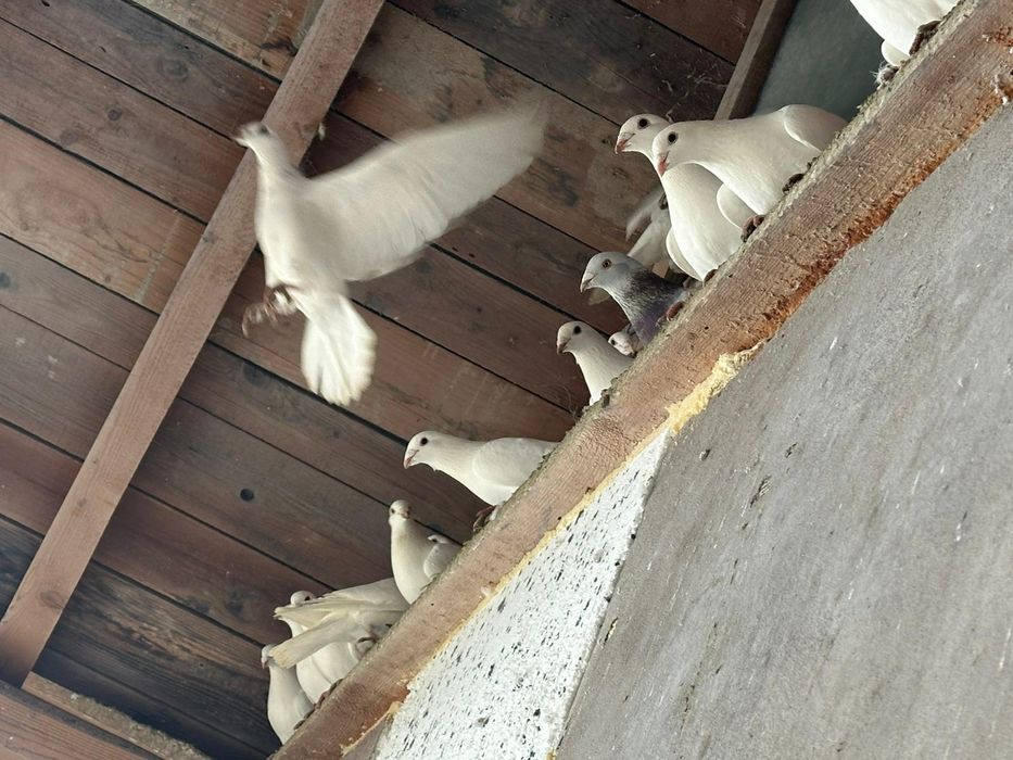 Pui tineri și batrani