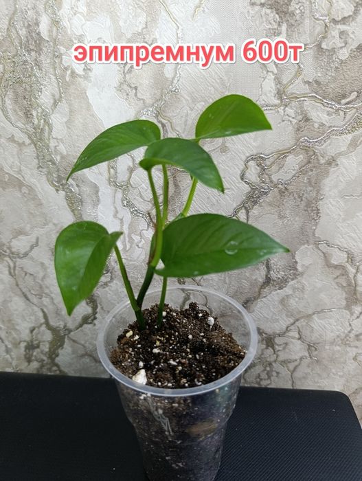 Комнатные растения