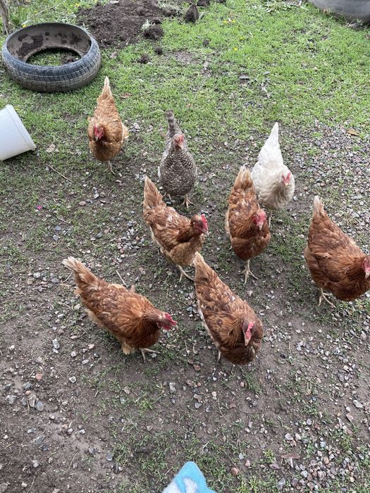 Үйдің тауықтары 5000 теңгеден.