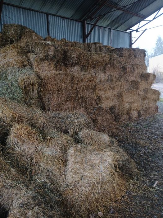 Vând baloti lucerna și coceni