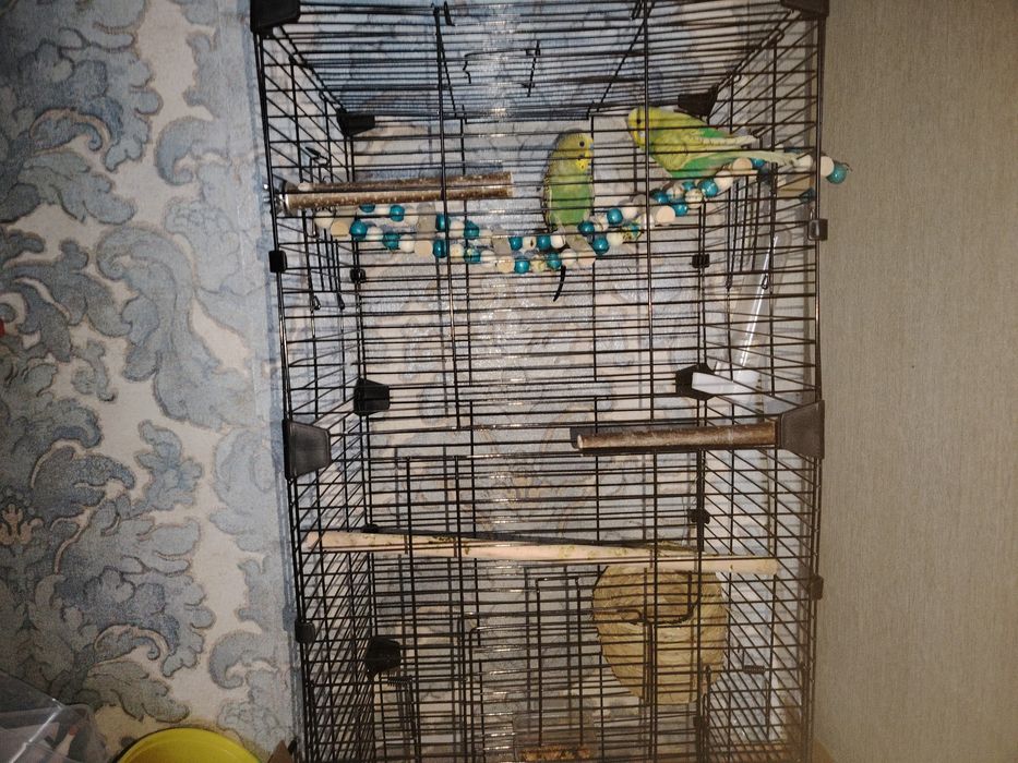 Продам попугаев 15тыс