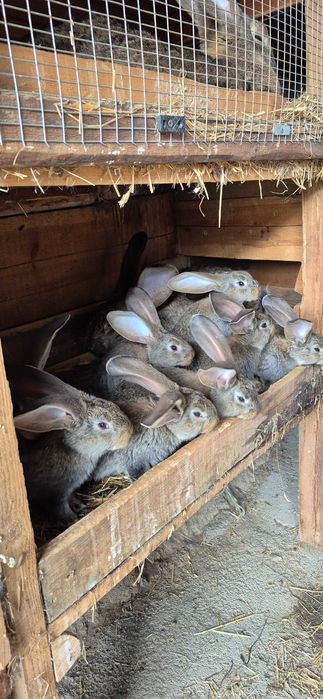 Зайци , великани