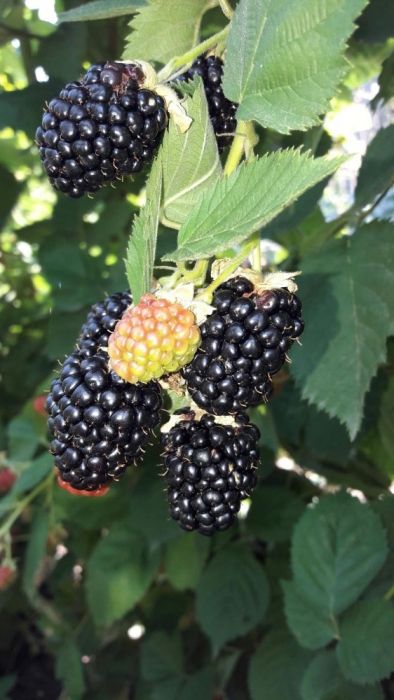 Vand butasi MUR Thornfree, anul 2, Smochin aclimatizat