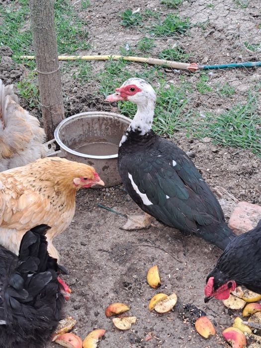 Vând 3 rațe leșești și 2 rațe albe