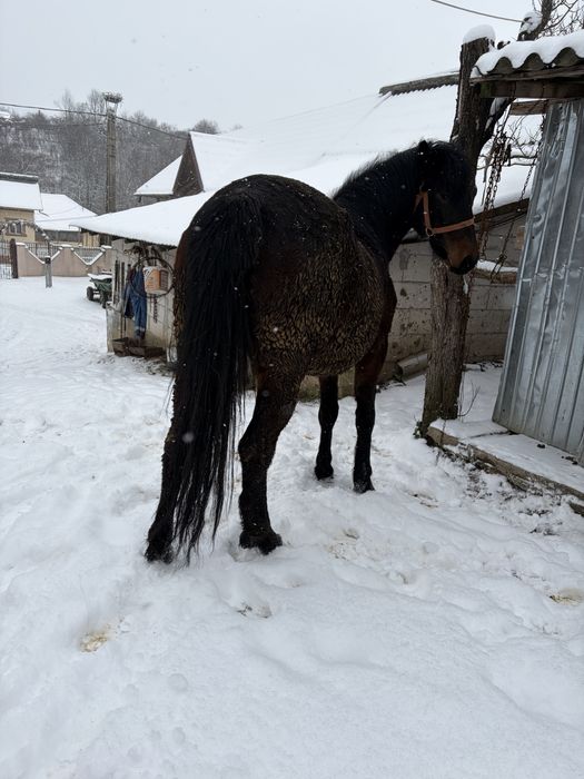 Carlana de vanzare!mai multe detali la telefon