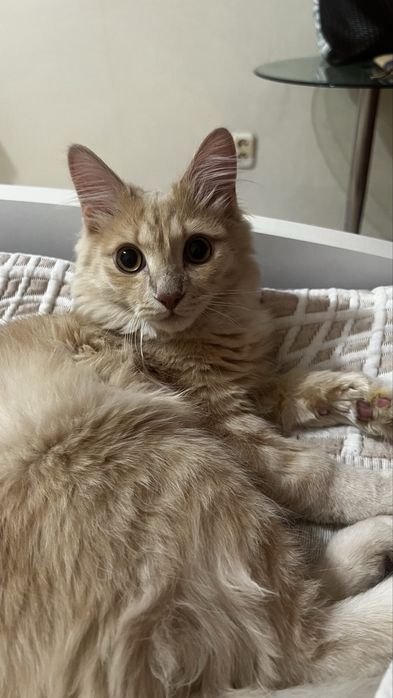 Отдам кота в добрые руки