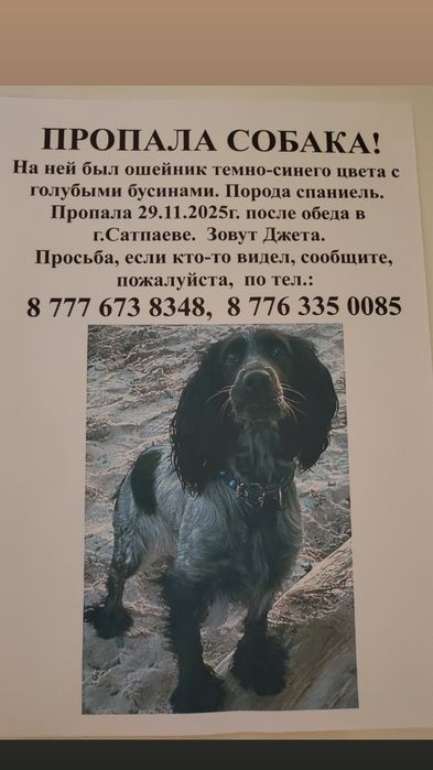 Пропала собачуля спаниелька девочка просьба вернуть за вознаграждение