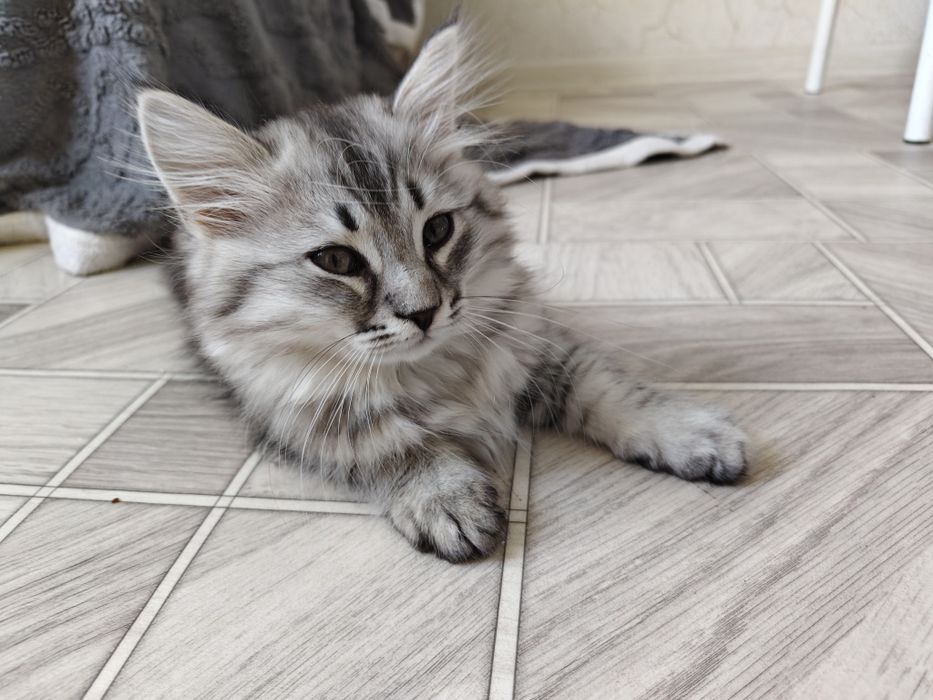 Отдам кошечку в хорошие руки