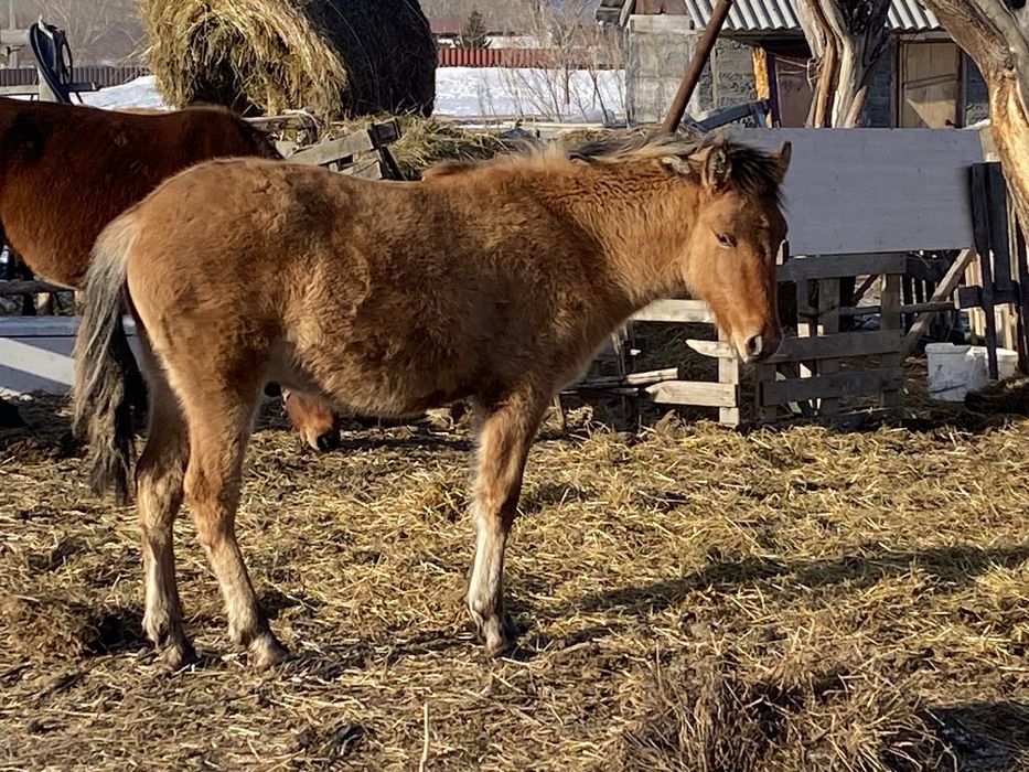 Тай сатылады 9 айлык