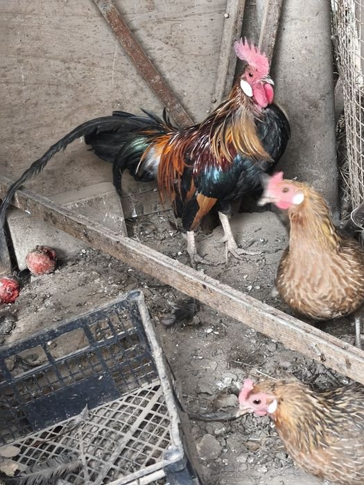 Продам феникс парачка