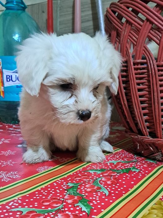 Bichon Maltez mascul