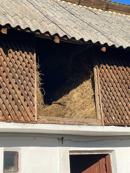 Vand un slon plin cu lucerna si iarba de gradina