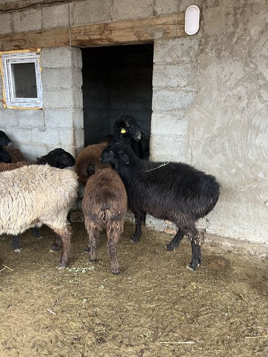 Кой  семыз байлау