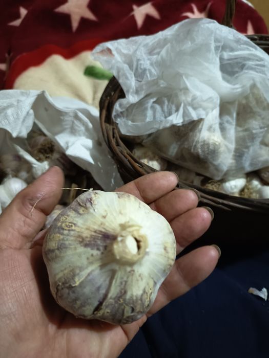 Чеснок Рокамболь