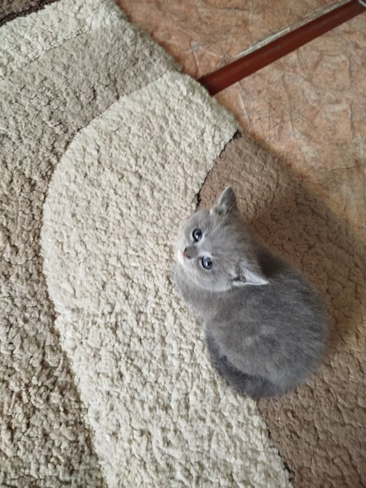 Продам катят скоттиш страйт