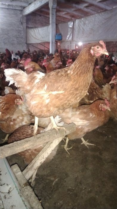 Ломан браун, Кучинские