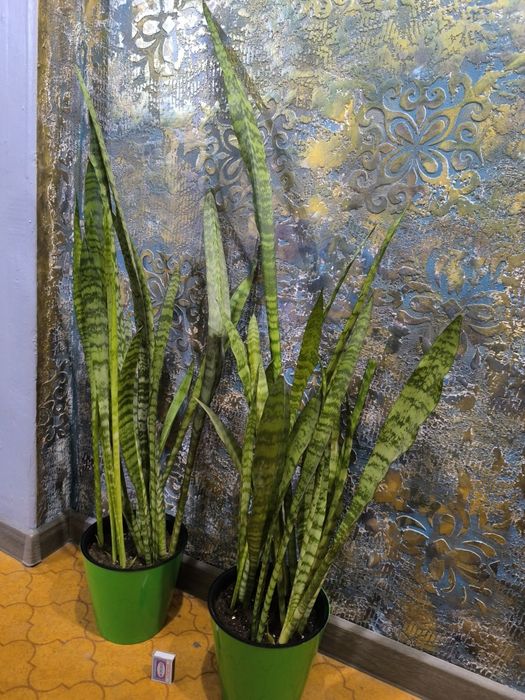 Сансевьера. Цветы для дома и офиса.