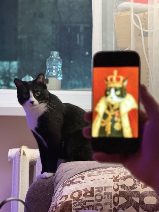 Отдам двоих, кот/кошка