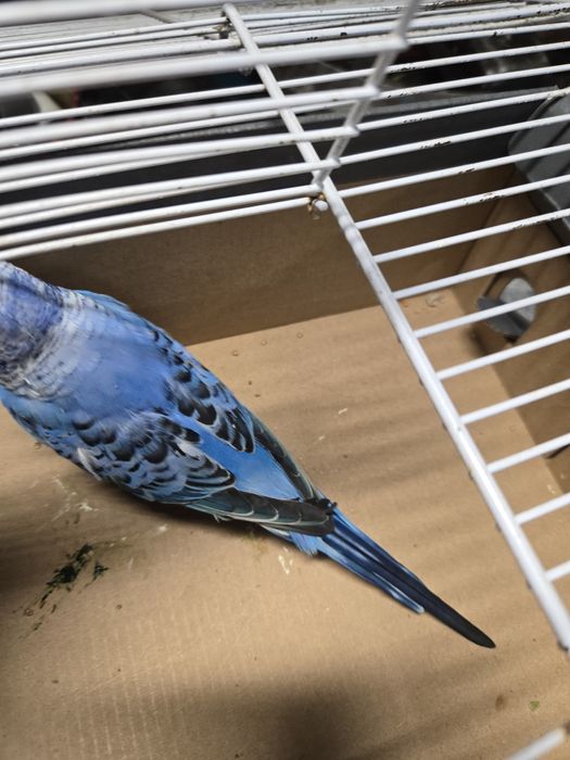 Papagali peruși de vânzare