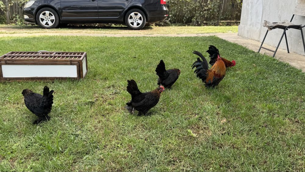 Mii de flori negru cu gat argintiu si auriu