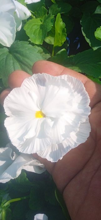 Kapalak viola sotiladi