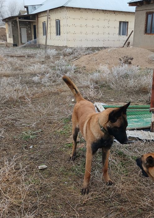 бельгийский овчарка 8 айлық