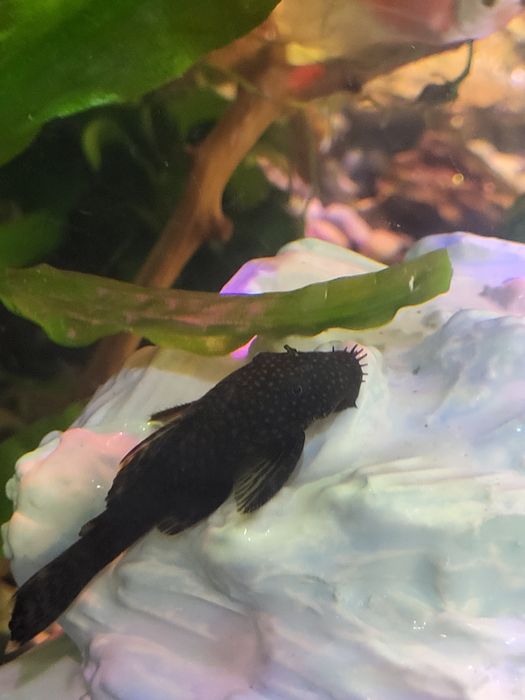 Продам молодняк анциструса