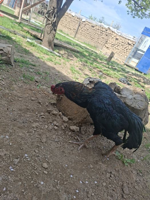 Дакан кораз кытаи