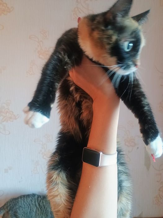 Отдам в добрые руки кошечку