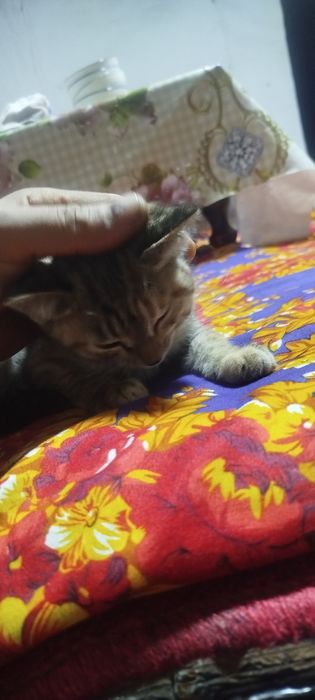 Катёнок породистая