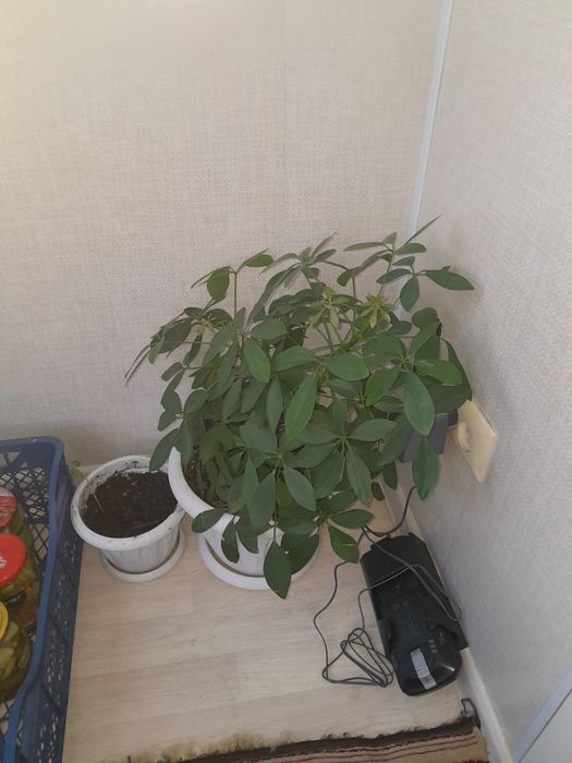 Продам цветы живые