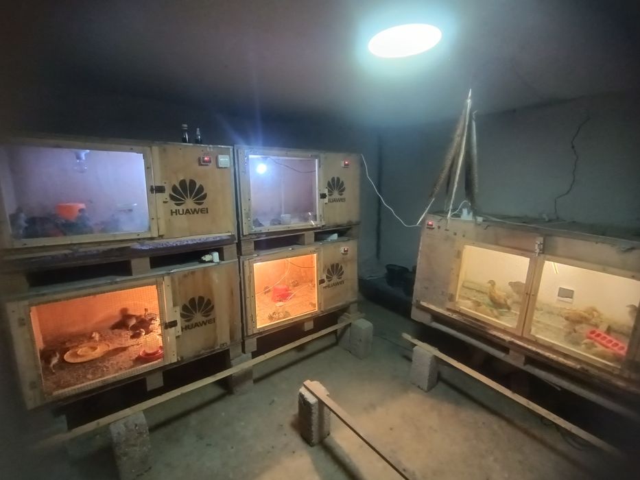 Kavkaz fazan jojalari sotiladi