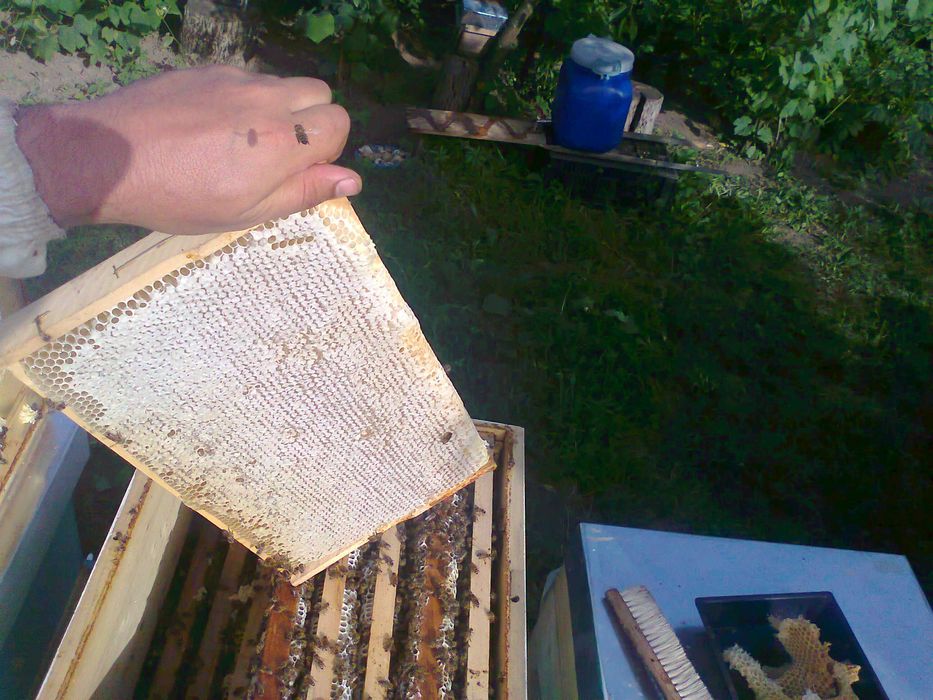 Vând 10 familii de albine, județul Giurgiu