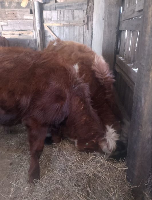 Продается подсосные бычки 10 голов