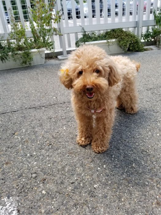 Той- пудел мини