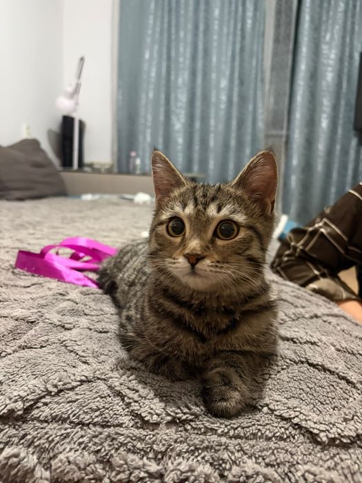 Котёнок девочка в ответственные руки